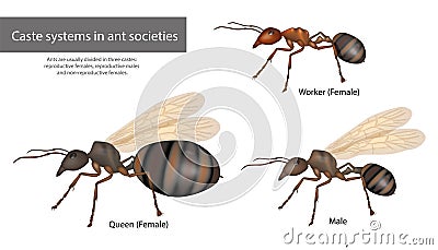 Caste systems in ant societies. Type of ants. Social structure Vector Illustration