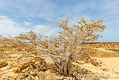 Castle of Sumhuram, Salalah, Dhofar, Sultanate of Oman. View of an old tree growing between the rocks of the archaeological site Stock Photo