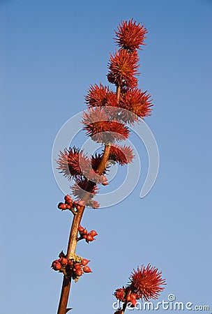 Castor-oil plant Stock Photo