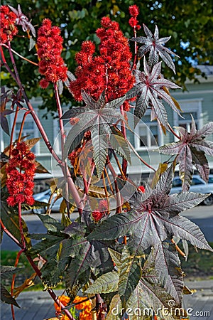 Castor oil plant with red prickly fruits and colorful leaves Stock Photo