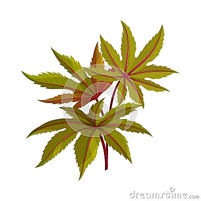 Castor Plant Green Fibrous Palmate Leaves Vector Illustration Vector Illustration
