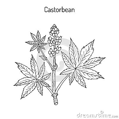 Castorbean, or Castor-oil-plant Ricinus communis , medicinal plant Vector Illustration