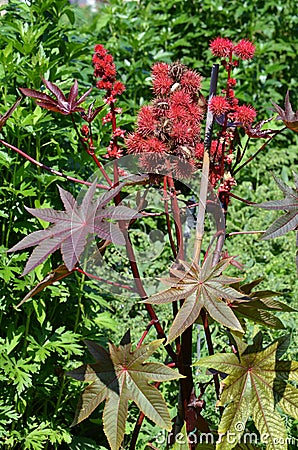 Castorbean (Ricinus communis) Stock Photo