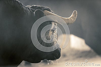 Big head of massive bull with white horn Stock Photo