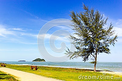 Casuarina equisetifolia on Samila beach in Songkhla Stock Photo