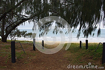 Casuarina trees guard the path to Woodgate Beach shoreline Burrum Queensland Stock Photo