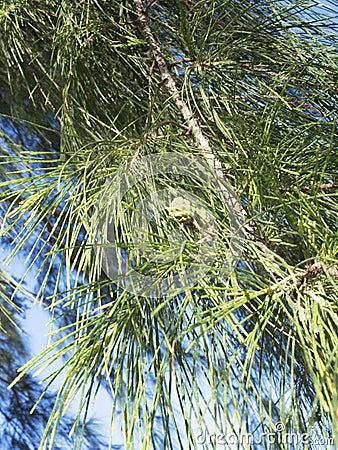 Closeup of casuarina trees and leaves Stock Photo