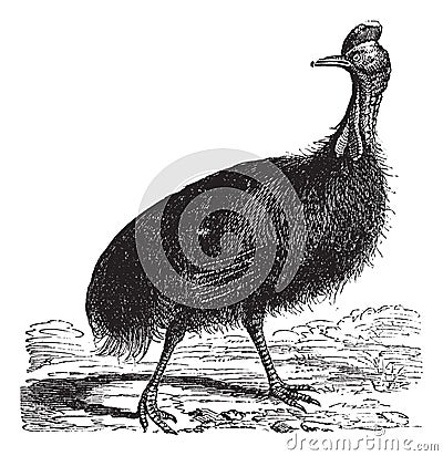 Casuarius galeatus or cassowary vintage engraving Vector Illustration