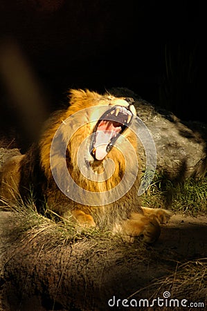 CAT 0048 Huge Lion Roar Stock Photo