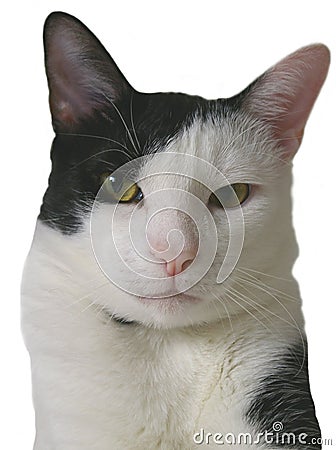 Cat Stock Photo