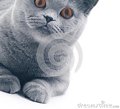 Cat Stock Photo