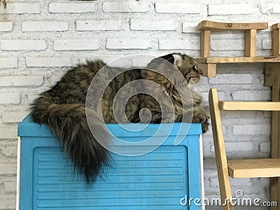 Cat Stock Photo