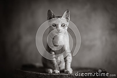 Cat Stock Photo