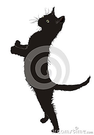 A Cat Vector Illustration