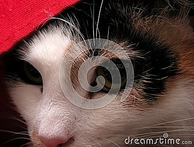 Cat Stock Photo