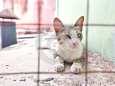 Cat Stock Photo