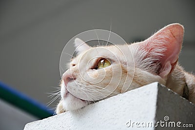 Cat absent-minded on the wall Stock Photo