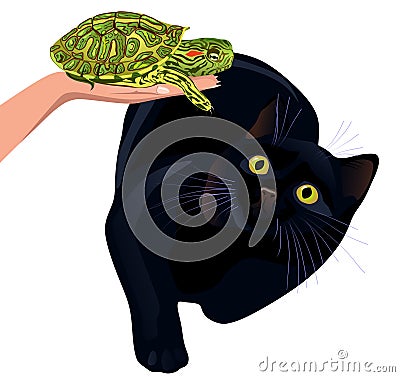 Cat afraid of turtle Stock Photo