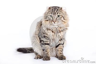 Cat, American curl Stock Photo