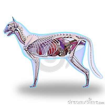 Cat Anatomy - Internal Anatomy of a Cat Stock Photo