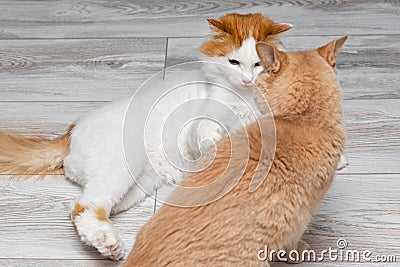 the cat is angry and preparing to attack. Stock Photo