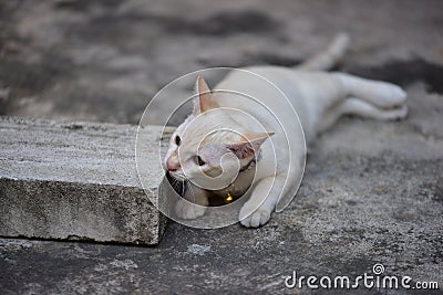 Cat, animal, cats surveyed around the house Stock Photo