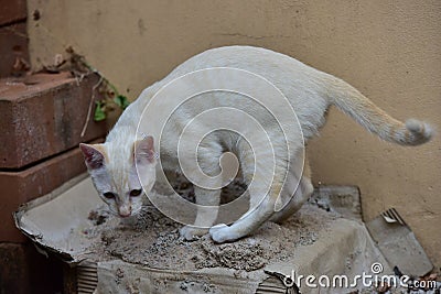 Cat, animal, cats surveyed around the house Stock Photo