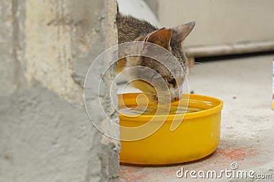 Cat animal drinking water mammals sick concept Stock Photo