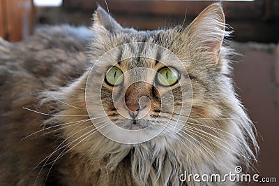 Cat animal feline domestic house furry beast Siberian green eyes breed comfort reverie attention Stock Photo