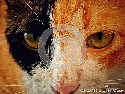 cat, animal, feline, kitty, eyes, predator, black, orange, white, Stock Photo