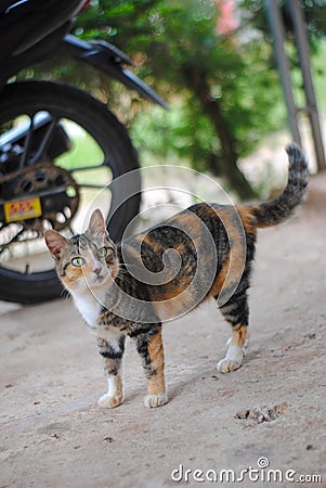 cat animal kitten kucing meow Stock Photo