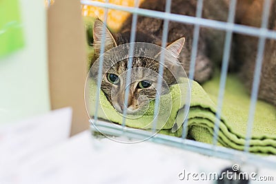 Cat in animal pet shelter rescued unwanted lost ready for adoption Stock Photo