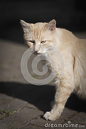 Cat animal portrait. Domestic pet kitten. Ginger feline resting Stock Photo