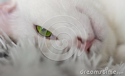 Cat animals friend love green eye look white cat home cats Stock Photo