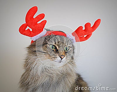 Cat with antlers deer Stock Photo