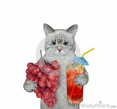 Cat ashen drinks red grape juice Stock Photo