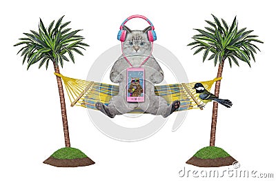 Cat ashen listening to music in hammock Stock Photo