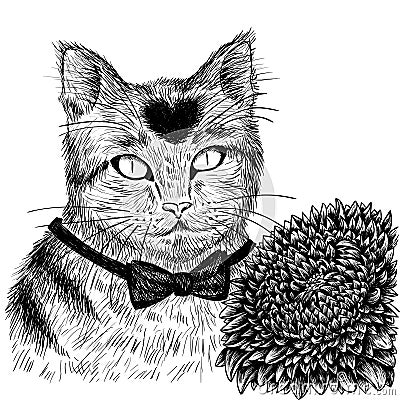 Cat with aster flower hand drawn. Vector Illustration