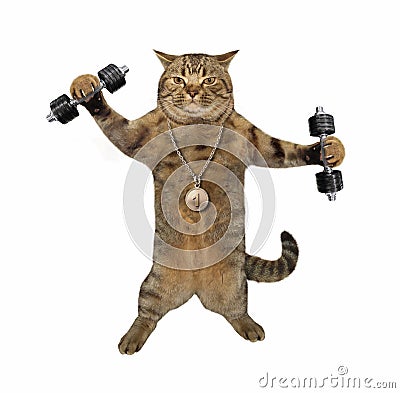 Cat athlete with dumbbells Stock Photo