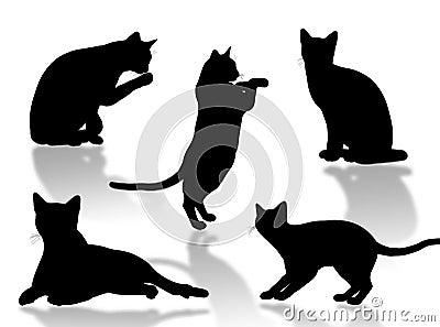 Cat attitudes Stock Photo