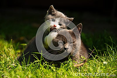 Cat with the baby kitten on grass Stock Photo