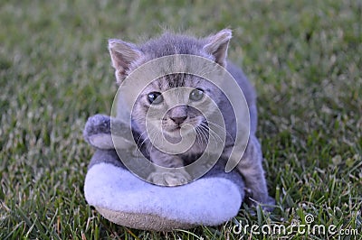 Cat baby Stock Photo