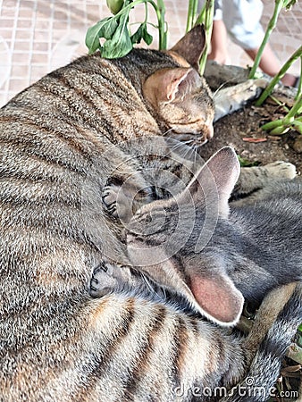 A cat with baby playing through Grass plants Stock Photo