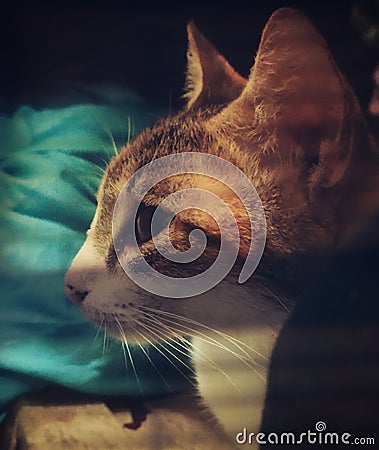 cat background dark sadness Stock Photo