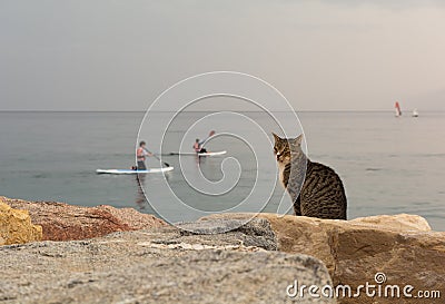 Cat on the background of the Red Sea. Eilat. Israel. Stock Photo