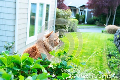 A cat in the backyard garden Stock Photo