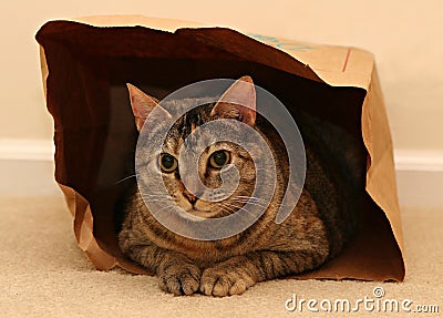 Cat in bag Stock Photo