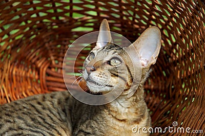 Cat in Basket Stock Photo