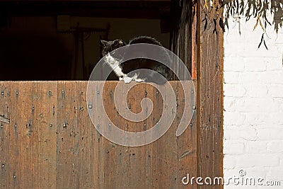 Cat basking on a barn door on a farm in Dutch Open Air Museum in Arnhem Editorial Stock Photo