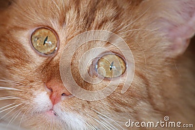 Cat Stock Photo